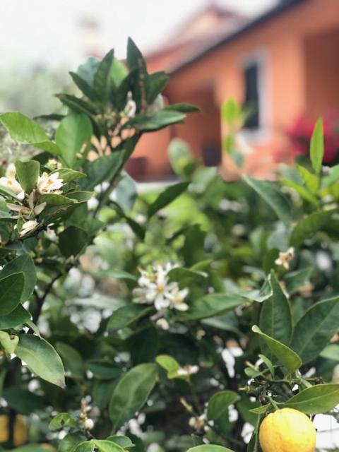 Il Giardino Delle Rose Daire Spello Dış mekan fotoğraf