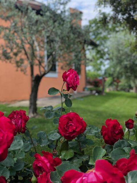 Il Giardino Delle Rose Daire Spello Dış mekan fotoğraf